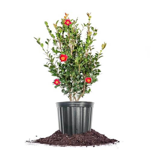 PERFECT PLANTS Yuletide Camellia Bush 1 Gallon | Live Shrub for Outdoor Planting | Beautiful Early Spring Flowers | Red Flower with Yellow Center