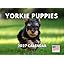 Yorkie Puppy