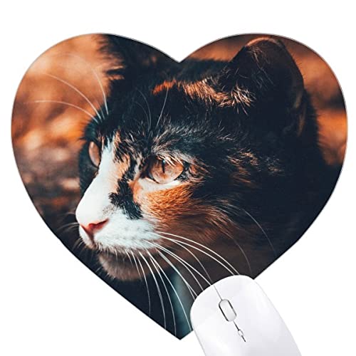 F̔Lړ̃re[W̃vtB[ n[g^}EXpbhSpbh