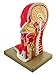 Eisco Labs Human Head Anatomical Model, Median Section, Life Size, Approx 12" Height