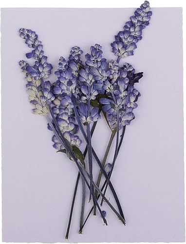 10 piezas flores secas prensadas naturales lila para decoración miniatura 6