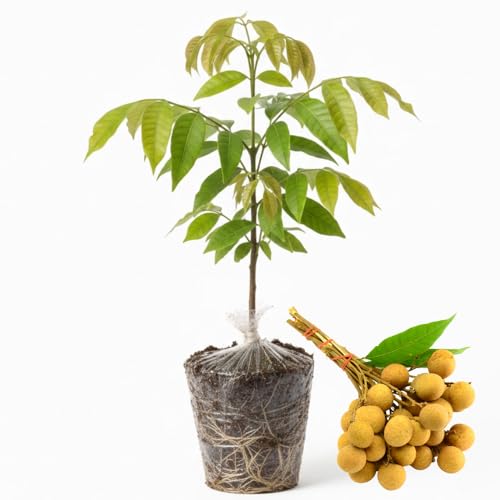 Live Longan Tree Plant, Sweet Longan Fruit Tree Starter for Home Garden, 5-8 Inch Tall