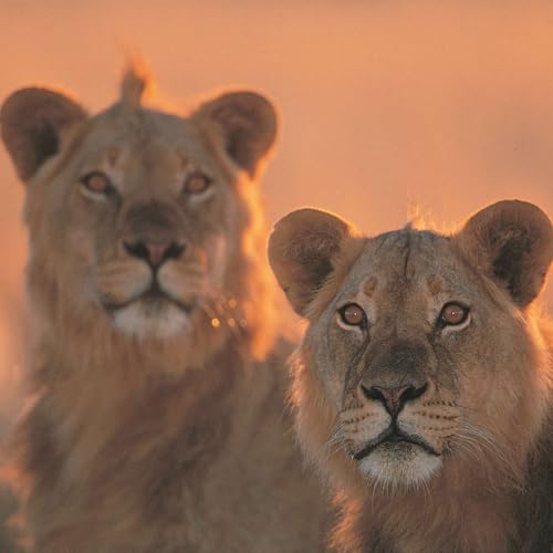 Starting in the Ruins: Of Lions and Games with Crypto-Advocate and Changemaker Andrea Leiter