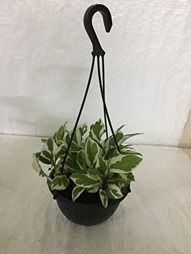 Creative Farmer Gardening Plant Scindapsus Hanging, 17 Cm Pot(6 Inch) Plants Live Balcony (Gardening Healthy Plant)