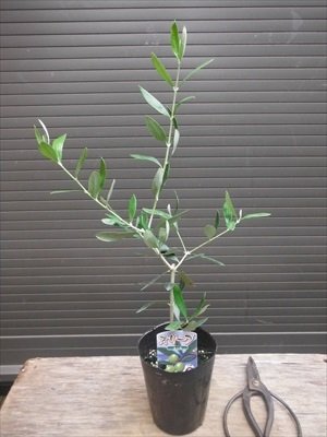 Amazon | オリーブ苗木 ネバディロブランコ 40 常緑樹 | 植木