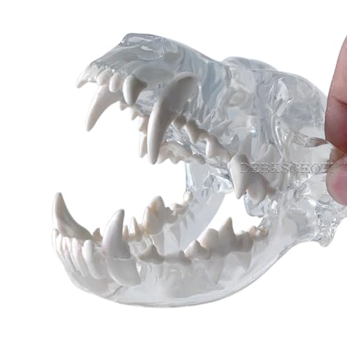 Debksgeoti Canine Skull Dog Jaw Dental Model Typodont Oral Clear Teeth Model Pet Clinic Anatomical Tooth For Canine Veterinary Office Education Decoration Demonstrate thumb #6