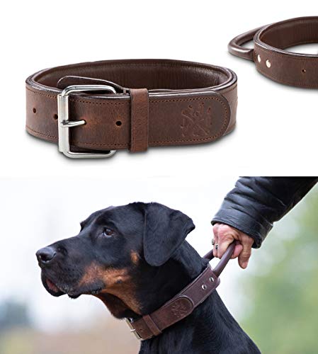 Jack & Russell Premium Leder Hunde Halsband mit Haltegriff - Leder Hundehalsband mit Ledergriff - Echtleder Halsband mit Griff - stabiles Büffelleder Jack (L)