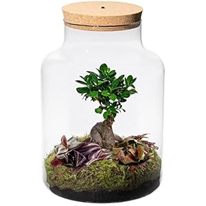 Ecosysteem plant met lamp – Ecoworld Bonsai Boom Biosphere – Planten terrarium – 1 Bonsai Boompje en 2 Gekleurde…