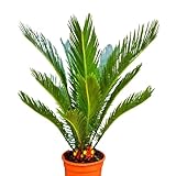 Planta resistente. Cycas Revoluta Natural Planta de Exterior y Interior Resistente - Palmera de Jardín