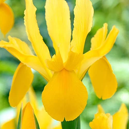 10 x Iris Hollandica Yellow Bulbs – Sunny Yellow Blooms – Perennial – Warm Loving Beauty – for Your Beautiful Garden