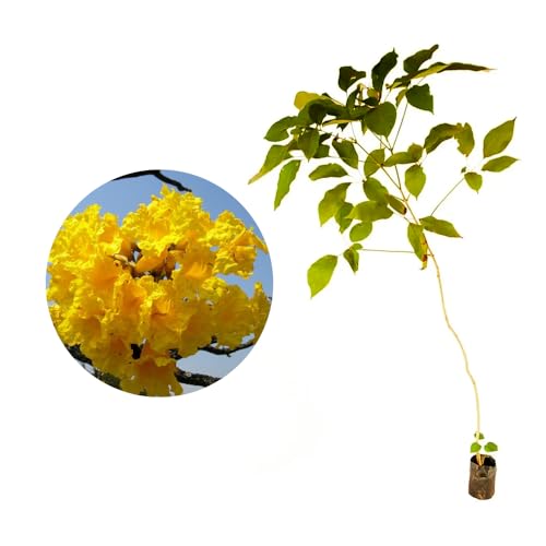 AMK Jardinagem e Paisagismo, Muda de Ipê Amarelo 20 a 40cm AMK - Plantas Online