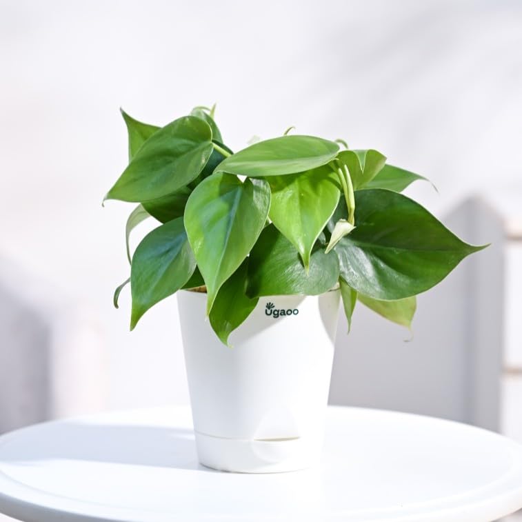 UGAOO Philodendron Oxycardium Green Plant with Self Watering Pot