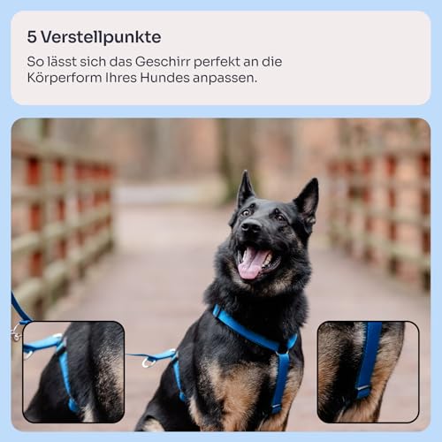 Chaba Guard Hundegeschirr für kleine und mittelgroße Hunde mit Kontrolle, Anti-Zug & Würgen, Verstellbar, Bequem und Leicht, Classic Step-in Brustgeschirr, Dog Harness, Größe M, BLAU