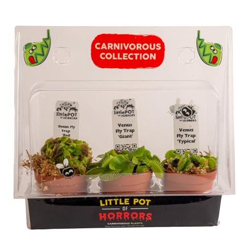 Costa Farms Live Venus Flytrap Carnivorous Plant Collection (3-Pack) Natural Indoor Pest Control Exotic Predator Plants Unique Home Decor