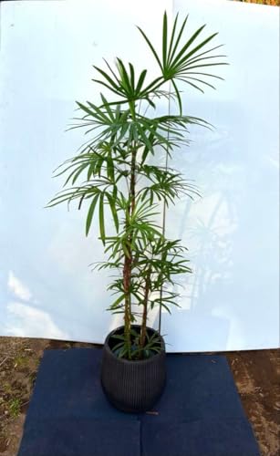 観葉植物 シュロチク」の人気商品一覧 | 安い商品を通販サイトから探す