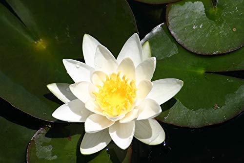 Lincolnshire Pond Plants Ltd Water Lily - Live Water Plant Aquatic Pond Lake Marginal (Loose Root,...