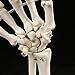 Medical Anatomical Life-Size Hand Joint Anatomical Model Life Size Skeleton Model for Human Medical Anatomy Study