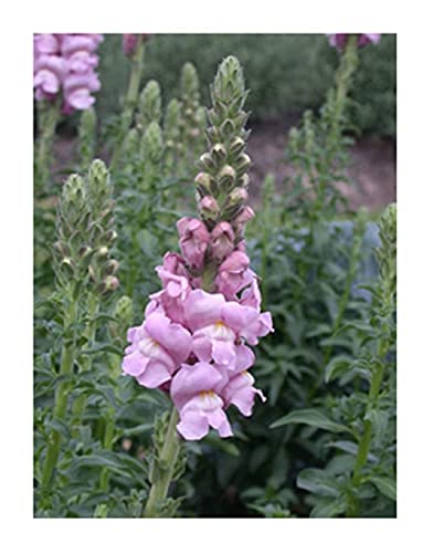 David's Garden Seeds Flower Snapdragon Potomac Lavender 1948 (Pink) 50 Non-GMO, Hybrid Seeds David's Garden Seeds Flower Snapdragon Potomac Lavender 1948 (Pink) 50 Non-GMO, Hybrid Seeds