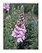 David's Garden Seeds Flower Snapdragon Potomac Lavender DGS1948TU (Pink) 50 Hybrid Seeds