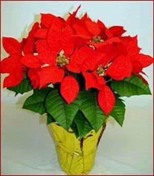 Creative Displays 1881 18 in. Tall Silk Poinsettia Plant in an 8 in. Pot