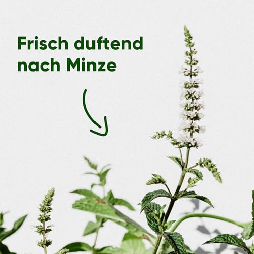 Beco Starke und große Kotbeutel – 270 lose verpackt mit Griffen zum Binden – Boxspender (Minze - 270 Kotbeutel)