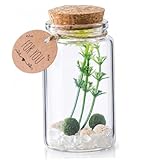 Cristal d'harmonie émotionnelle : le cristal blanc porte-bonheur inclus symbolise l'amour, favorisant la confiance, l'harmonie et l'amour inconditionnel dans les relations, ajoutant un élément significatif et apaisant à votre environnement.