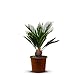 Produktbild Tropictrees  Cycas Revoluta - Immergrüne Pflanze - Palmfarn  Sagopalmfarn  Zimmerpflanzen -Japanischer Palmfarn - 80cm Höhe - Stammhöhe 5/10cm