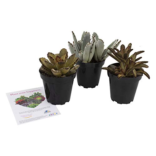 Altman Plants Assorted Live Fuzzy Succulents Large soft touchable plants, great addition to any planter 3.5" 3 Pack