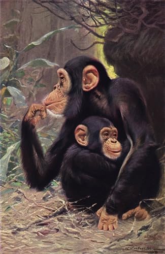 Póster de lienzo de chimpancé de Wilhelm Kuhnert cuadro 60x90cm