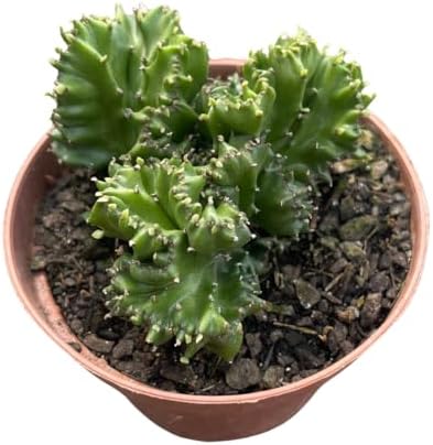 Cactos Euphorbia Lactea Cristata Cacto Monstro Planta Natural Sol...