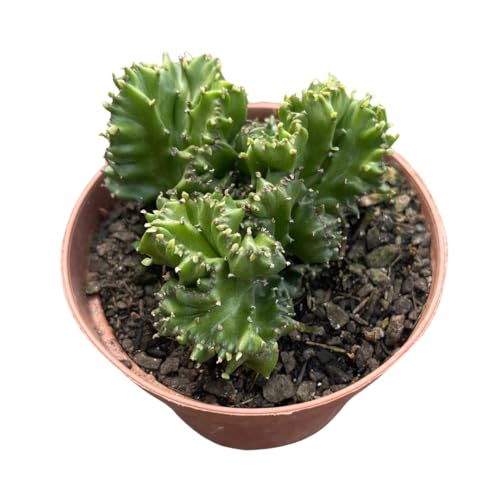 Cactos Euphorbia Lactea Cristata Cacto Monstro Planta Natural Sol...