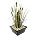 vdvelde.com - Große Rohrkolbe - 4 Stück - 1 Teichkorb - Typha Latifolia rohrkolben - - Wasserpflanze- Ausgewachsene Höhe: 120 cm- Platzierung: -1 bis -20 cm
