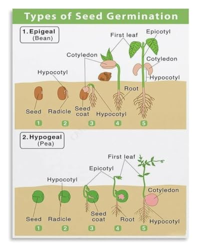 Seed Germination Process Science Poster for Educational Wall Decor | Detailed seed germination illustration for easy learning(Un