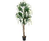 goldregen baum englisch Unser hochwertiger künstlicher Blütenbaum Goldregen hat 3 Naturstämme an dem sich 3 dünne Ranken aus Echtholz hochwinden.