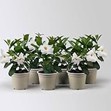 Dipladenie 'Qdeville®', weiß, buschartig, Topf-Ø 12 cm, 3 Pflanzen