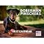 Doberman Pinscher