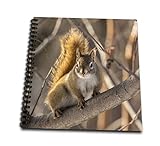 8 x 8 inches spiral bound glossy hard covered 9/16 inch twin loop wire binding spine 50 unlined pages, 8 x 7.75 inches - page thickness is 80lb text Acid free blank bright white non-coated paper Pages lay flat when book is opened