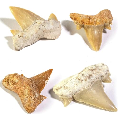 Yerleomit Fossilien Megalodon Zahn Haifischzähne 4 Stück Natürliche Fossil Haizahn Exemplare Natursteine Zähne für Bildung, Heimdekoration, Kindergeschenk