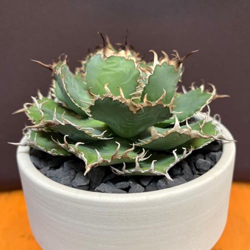 アガベ 用 鉢」の人気商品一覧 | 安い商品を通販サイトから探す - 価格.com