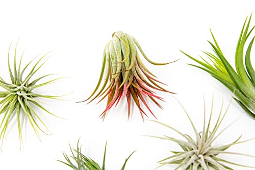 12 Pack Assorted Ionantha Air Plants - Wholesale And Bulk - Succulents - Live Tillandsia - Easy Care Indoor And Outdoor House Plants #TOP2