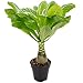 Hawaiipalme - echte Zimmerpflanze, Brighamia - Höhe ca. 40 cm, Topf-Ø 12 cm MI 4 günstig Kaufen-Hawaiipalme - echte Zimmerpflanze, Brighamia - Höhe ca. 40 cm, Topf-Ø 12 cm