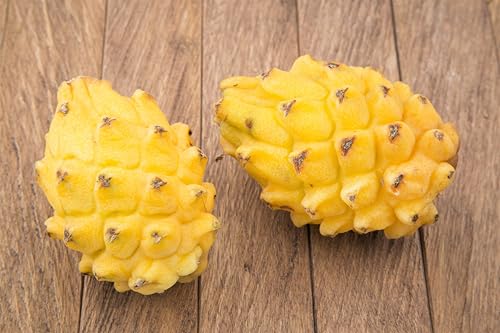 20 * Seeds * Yellow Dragon Fruit (Pitaya/Pitahaya/Strawberry Pear) Hylocereus Megalanthus Cactus White Flower - Thumbnail 2