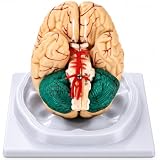 JENACAD Human Brain Model, 8-Part Magnetic Brain Anatomy Model, 32 Markers