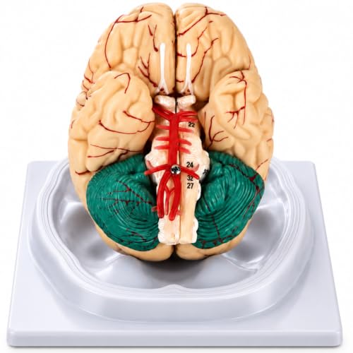 Human Brain Model, 8-Part Magnetic Brain Anatomy Model, 32 Marker...