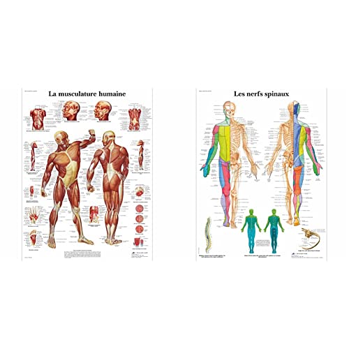 Modèle anatomique musculature humaine et nerfs spinaux 3B Scientific
