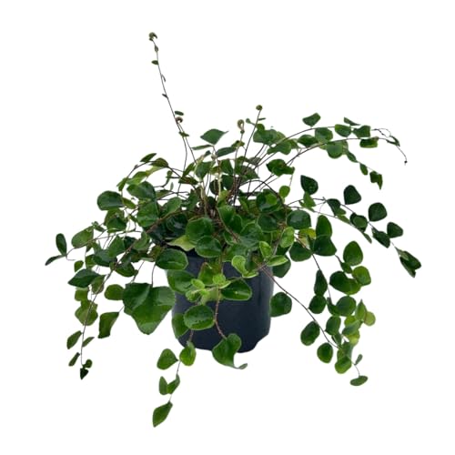 PLANTVERS Live Fern Plant in a 4" Nursey Pot |