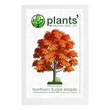 Northern Sugar Maple Tree | Premium Seeds | Acer Saccharum 'Fall' | Plants'® (Premium Seeds, 50)