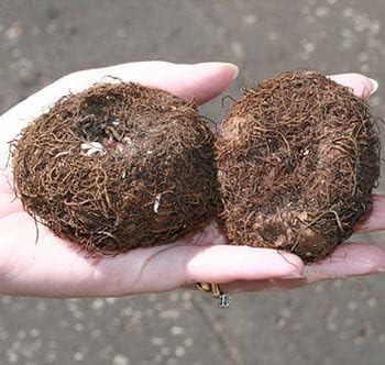 Large Begonia Live Bulbs for Planting Flower Bulbs Colors Mixed Double Flower Begonias Tubers, Hanging Basket - Set of 5 Begonia Bulbs