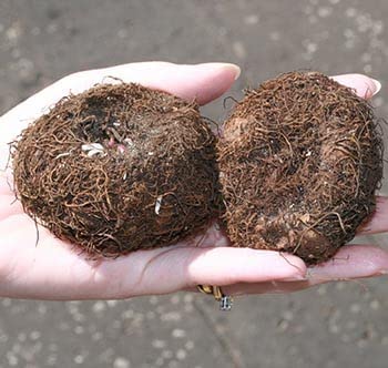 marigold plant Bulk African Marigold Seeds main image 1