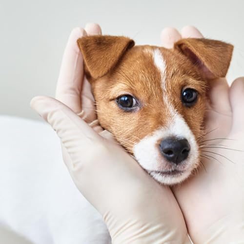 ATTENTION : VIRUS CANIN DANGEREUX &Agrave; SHERBROOKE !